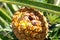Close up of a pest-infested pineapple. The pineapple Ananas comosus is a tropical plant with an edible fruit and the most econom
