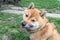 Close up of a pet dog`s face