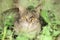 Close-up of A pet domestic tabby grey cat looking at the camera hidden behind green bushes