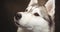 Close up of pet husky dog looking up