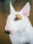 Close Up Pet White Bullterrier Dog