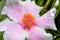 Close-up of petal stamen of a pink white purslane flower