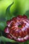 Close up of the petals of an Australian native red everlasting daisy flower; Xerochrysum bracteatum