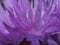 Close-up of petals of cornflower Bud. Purple flower petals.