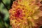 Close-up of the petals on one side of decorative dahlia Dahlia Ball Hillcrest Margaret on the marble green background. MAcro.2021.