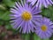 Close up petals of purple Aromatic aster , oblongifolius flower in garden with sunshine and blurred background