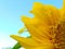 Close up of petals sunflower blooming