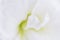 Close up on the petals of a white amaryllis flower - Soft and whiteness background
