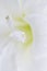 Close up on the petals of a white amaryllis flower - Soft and whiteness background