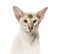 Close-up of Peterbald face