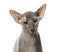 Close-up of Peterbald face