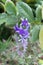 Close up of the Petrea flowers