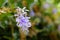 Close up petrea volubilis flower at the garden with blurry background
