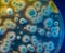 Close up petri dish with microbe colony