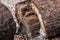 Close up of Petrified Wood Chrystals on a petrified tree trunk