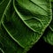 Close Up Of Petunia Leaf: Organic Sculpting And Environmental Portraiture