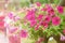 Close up petunia plant.