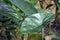 Close up pf a big healthy green exotic Alocasia Wentii plant leaf