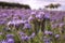 Close-up of phacelia on a field