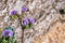 Close up of Phacelia Phacelia crenulata wildflower blooming in Anza Borrego Desert State Park, San Diego county, California