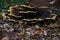 Close up from Phaeolus schweinitzii or velvet-top fungus, dyer polypore, or dyer mazegill