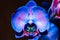 Close up of Phalaenopsis blue orchid flower