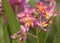 Close-up of Phalaenopsis pink hybrid orchid bouquet.The flowers are brightly colored on blurred green background
