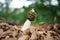 Close up of phallus impudicus, known colloquially as the common stinkhorn