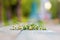 A close-up of a pharmacy chamomile lies on a bench on the street against a background of nature.