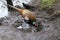 A close up of a Pheasant