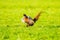 Close up of a Pheasant Rooster, Phasianus colchicus, in beautiful bright colors