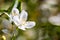 Close up of Philadelphus lewisii Lewis` mock-orange wildflower blooming in Yosemite National Park, Sierra Nevada mountains,