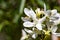 Close up of Philadelphus lewisii Lewis` mock-orange wildflower blooming in Yosemite National Park, Sierra Nevada mountains,