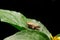 Close-up philaenus spumarius, meadow froghopper, meadow spittlebug