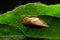 Close-up philaenus spumarius, meadow froghopper, meadow spittlebug