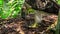 Close up of The Philippine Eagle mother feeding on chick