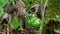 Close up of The Philippine Eagle mother feeding on chick