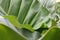 Close up of Philodendron Marble Giganteum Variegata Leaves