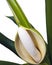 Close Up Of Philodendron Selloum Fruit And Flower