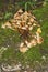 Close-up pholiota nameko mushrooms, growing together on moss