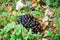 Close up photgraphy of a bunch of black mushrooms