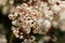 Close-up of Photinia, white flowers in spring.