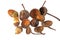 Close up photo of acorns