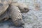 A Close up photo of an African Spur Tortoise