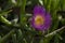 Close up photo of Aizoaceae flower