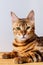 Close-up photo of amazing bengal domestic cat.