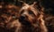 close up photo of Australian terrier in forest. Generative AI