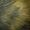 Close-up Photo Of Avian Feathers In Impasto Texture: A Captivating Display