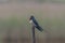 Close up photo of Barn swallow Hirundo rustica