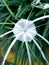 Close up photo of Beach Spider Lily or Hymenocallis Littoralis or Bunga Spider Lily Putih